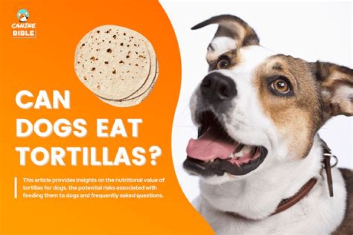 Can Dogs Eat Corn Tortillas? Only In Moderation The Goody Pet