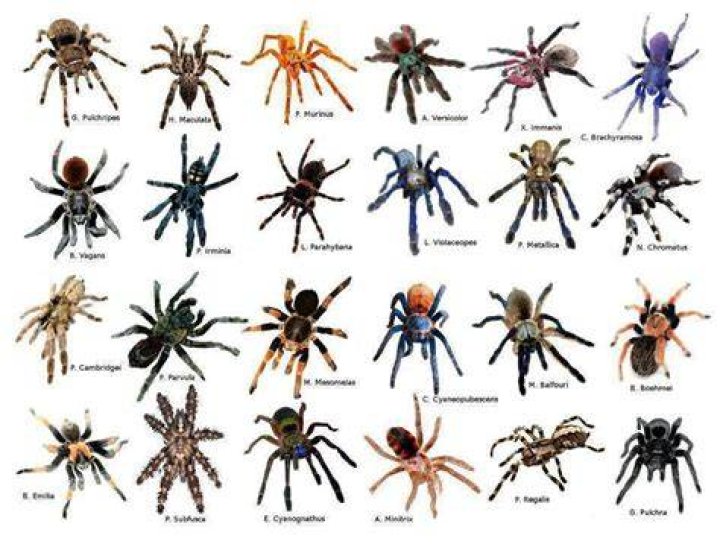 Pin on Arachnids